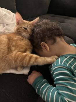 TANGERINE -  Domestic Short Hair Cat for Adoption in Ocean Township, New Jersey - TANGERINE | PetCurious