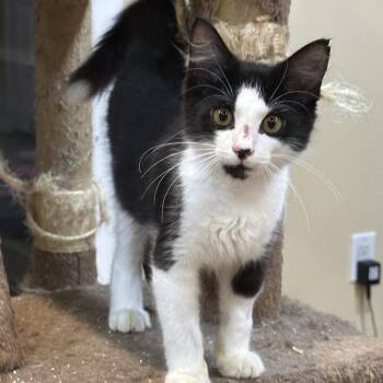 Martin (Marty) PW -  Domestic Medium Hair Cat for Adoption in Tallahassee, Florida - Martin (Marty) PW | PetCurious