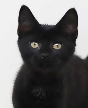 Rosemary wins the heart of everyone she meets - such joy -  Bombay and Tabby Cat for Adoption in Bedford Hills, New York - Rosemary Wins The Heart Of Everyone She Meets - Such Joy | PetCurious