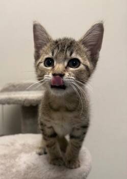 Fish stick -  Domestic Short Hair Cat for Adoption in Yankton, South Dakota - Fish Stick | PetCurious