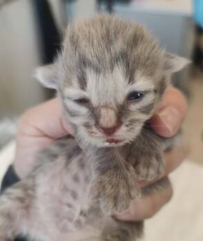 Montgomery (black collar) -  Domestic Short Hair Cat for Adoption in Lafayette, Indiana - Montgomery (black Collar) | PetCurious