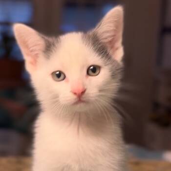 Rescue Domestic Short Hair Cats for Adoption in Midland, Texas - Mojo | PetCurious