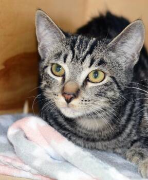 GOOGLY BEAR -  Tabby Cat for Adoption in San Clemente, California - GOOGLY BEAR | PetCurious