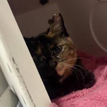 Domestic Short Hair Cats Available for Adoption - Elvira | PetCurious