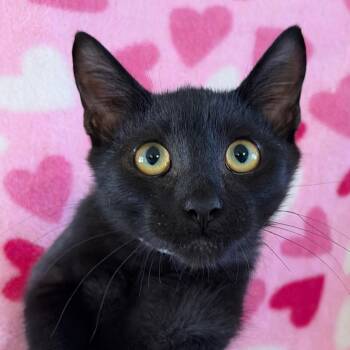 Texas -  Domestic Short Hair Cat for Adoption in Goleta, California - Texas | PetCurious