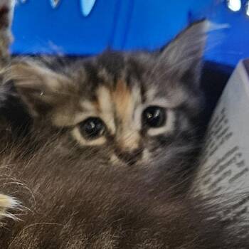 Stormy -  Domestic Medium Hair Cat for Adoption in Montgomery, Alabama - Stormy | PetCurious