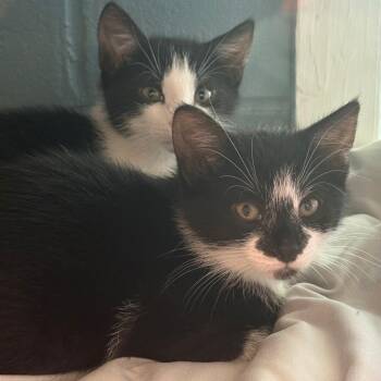 Ra -  Domestic Short Hair Cat for Adoption in East Hanover, New Jersey - Ra | PetCurious