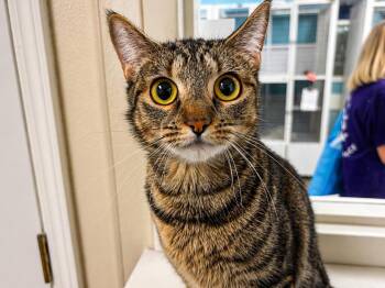 Torbie and Domestic Short Hair Cats Available for Adoption in Raleigh, North Carolina - Casey Lynn | PetCurious