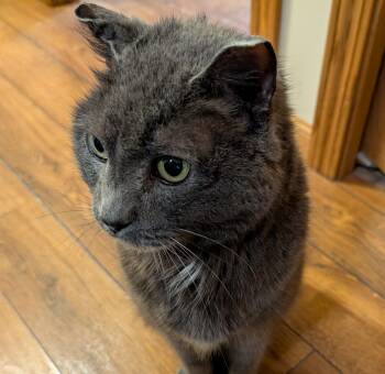 Rescue Domestic Short Hair Cats for Adoption in Blaine, Minnesota - Bongo | PetCurious
