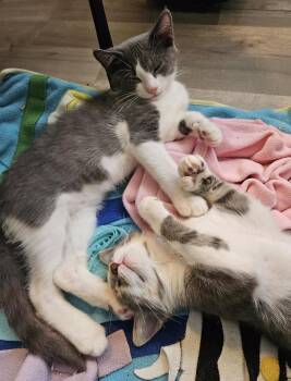 Rescue Domestic Short Hair Cats for Adoption in Calverton, Maryland - Rocky & Apollo | PetCurious