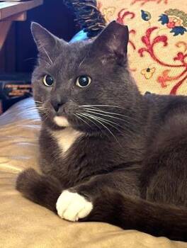 Domestic Short Hair Cats Available for Adoption in Bridgeport, Connecticut - Smokey Too | PetCurious