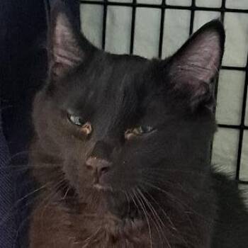 Domestic Medium Hair Cats Available for Adoption - Belinda | PetCurious