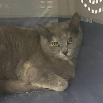 Domestic Short Hair Cats Available for Adoption in Salt Lake City, Utah - Saachi | PetCurious