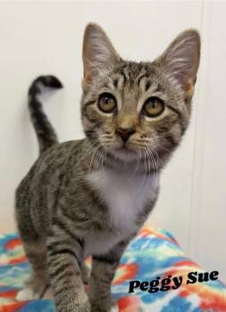 Peggy Sue -  Domestic Short Hair Cat for Adoption in Dunkirk, New York - Peggy Sue | PetCurious