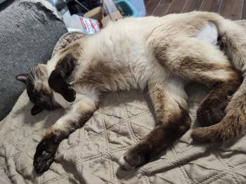 Siamese Cats Available for Adoption in Camden, South Carolina - Paradox (Available For Pre-adoption) | PetCurious