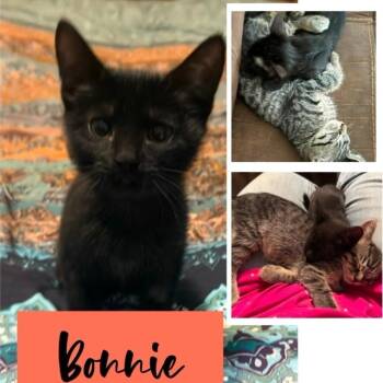 Bonnie -  Domestic Short Hair Cat for Adoption in Orangevale, California - Bonnie | PetCurious
