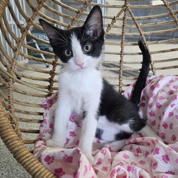 Vito -  Domestic Short Hair Cat for Adoption in Monroe, Michigan - Vito | PetCurious