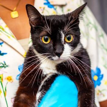 Domestic Short Hair Cats Available for Adoption in Hattiesburg, Mississippi - Lily | PetCurious
