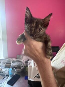 Garcia -  Domestic Short Hair Cat for Adoption in Johnson City, Tennessee - Garcia | PetCurious