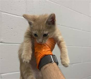 SCONE -  Domestic Short Hair Cat for Adoption in Indianapolis, Indiana - SCONE | PetCurious