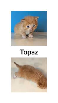 Domestic Long Hair Cats Available for Adoption in Syracuse, Indiana - Topaz | PetCurious