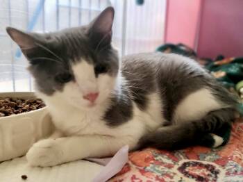 Rescue Domestic Long Hair Cats for Adoption in Wasilla, Alaska - Hoppy | PetCurious