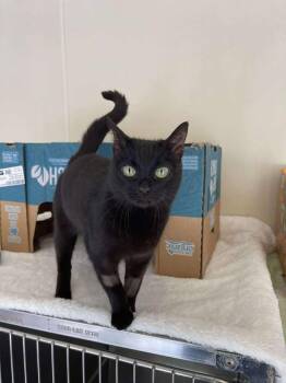 Tupelo -  Domestic Short Hair Cat for Adoption in Winthrop, Maine - Tupelo | PetCurious