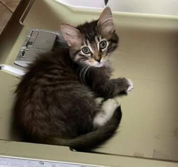 Rescue Domestic Long Hair Cats for Adoption in Warr Acres, Oklahoma - Delilah | PetCurious