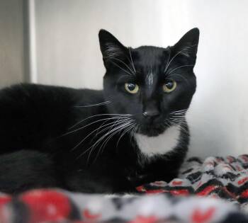 Domestic Short Hair Cats Available for Adoption - Oz | PetCurious