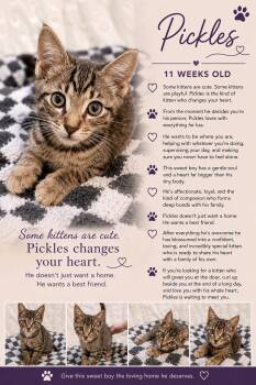 Pickles Casey -  Tabby Cat for Adoption in Phoenix, Arizona - Pickles Casey | PetCurious