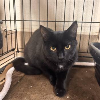 Vermithor -  Domestic Short Hair Cat for Adoption in Myerstown, Pennsylvania - Vermithor | PetCurious