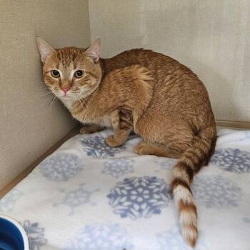 Leonard -  Domestic Short Hair Cat for Adoption in Conway, New Hampshire - Leonard | PetCurious