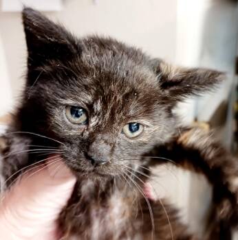 Mavis -  Domestic Short Hair Cat for Adoption in Bulverde, Texas - Mavis | PetCurious