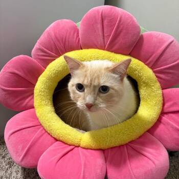Sprite R6363 -  Domestic Short Hair and Siamese Cat for Adoption - Sprite R6363 | PetCurious