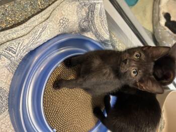 Rescue American Shorthair Cats for Adoption in Charleston, South Carolina - Ridley | PetCurious