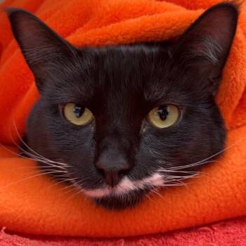 Fender -  Domestic Short Hair Cat for Adoption in Newark, New Jersey - Fender | PetCurious