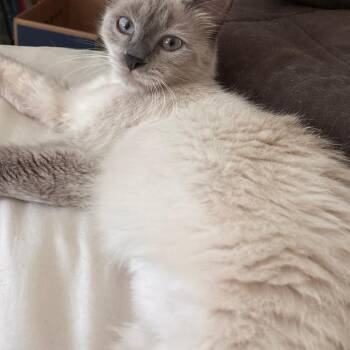 Gracie -  Siamese Cat for Adoption in Los Angeles, California - Gracie | PetCurious