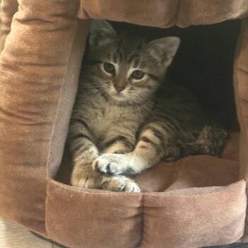 Domestic Short Hair Cats Available for Adoption in Carmel, Indiana - Spunky | PetCurious
