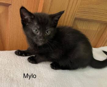 Mylo -  Domestic Short Hair Cat for Adoption in Dorr, Michigan - Mylo | PetCurious