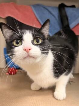Domestic Short Hair Cats Available for Adoption in Boston, Massachusetts - MILA | PetCurious