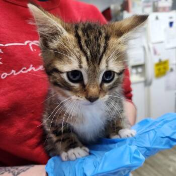 Domestic Short Hair Cats Available for Adoption in Summerville, South Carolina - Marble | PetCurious