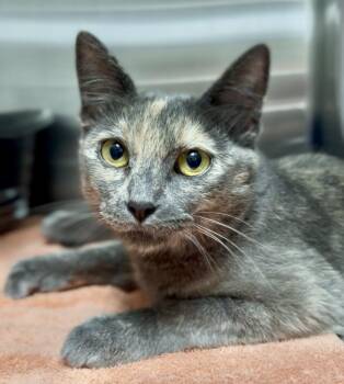 Ariel -  Domestic Short Hair Cat for Adoption in Jamestown, California - Ariel | PetCurious
