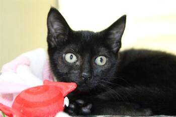 PENGUIN -  Domestic Short Hair Cat for Adoption in Fort Lauderdale, Florida - PENGUIN | PetCurious