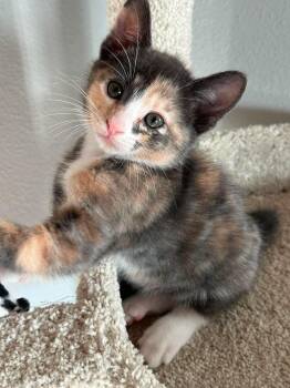 Nutmeg -  Domestic Short Hair Cat for Adoption in Ephrata, Washington - Nutmeg | PetCurious