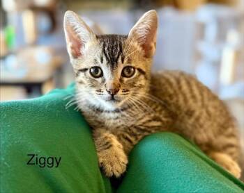Domestic Short Hair Cats Available for Adoption in Tustin, California - ZIGGY | PetCurious