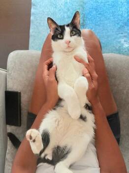 Romeow -  Domestic Short Hair Cat for Adoption in Chicago, Illinois - Romeow | PetCurious