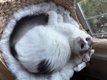 Rescue American Shorthair and Turkish Angora Cats for Adoption in Hickory, North Carolina - Charlie | PetCurious