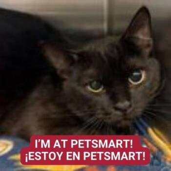 Domestic Short Hair Cats Available for Adoption - Magic | PetCurious