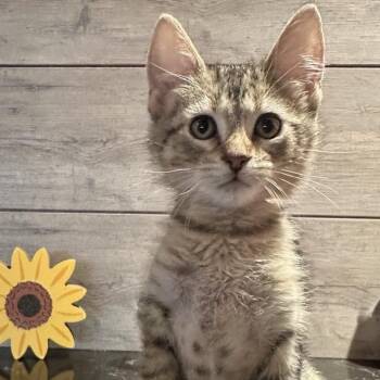 Conner -  Domestic Short Hair Cat for Adoption in Normal, Illinois - Conner | PetCurious