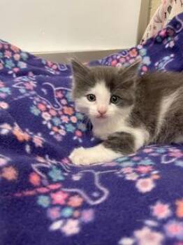 Steve -  Maine Coon Cat Available for Adoption in Parlier, California - Steve | PetCurious